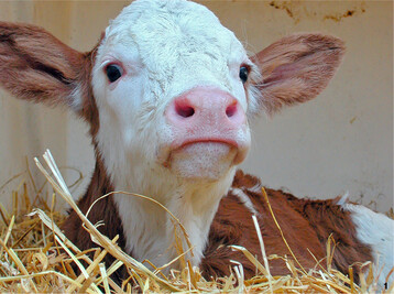 Bis sich die eigene Immunabwehr über die Biestmilch aufgebaut hat, sind neugeborene Kälber unterschiedlichen Krankheitserregern schutzlos ausgeliefert.