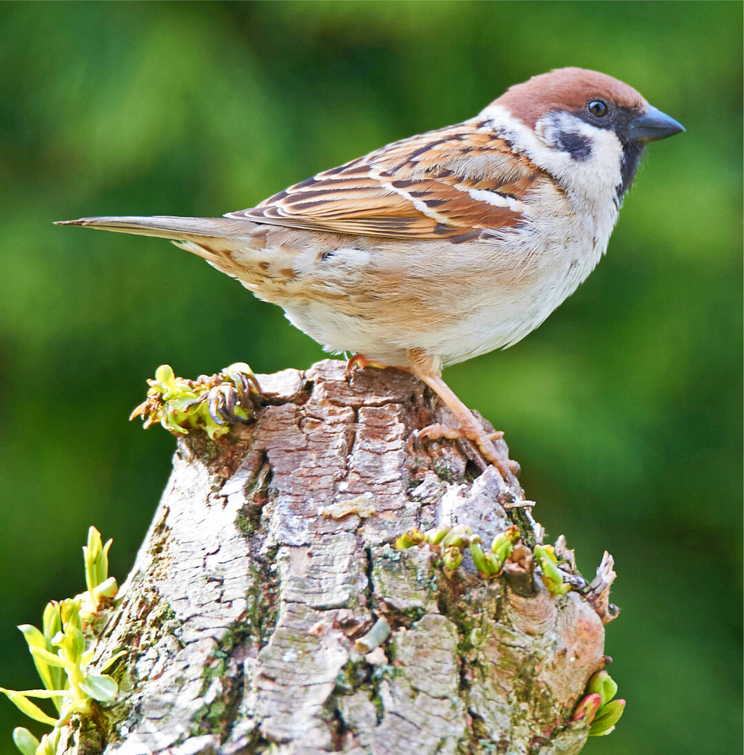 Der Feldsperling im Sinkflug, der Buntspecht im leichten Aufwind  LUBW