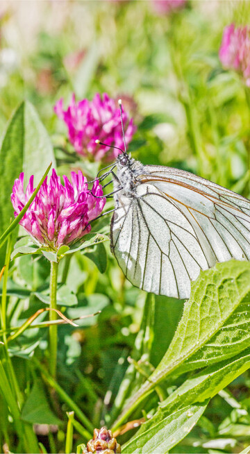 Baumweißling auf einer Rotkleeblüte. Kleegras in der Fruchtfolge hat einen hohen Vorfruchtwert.