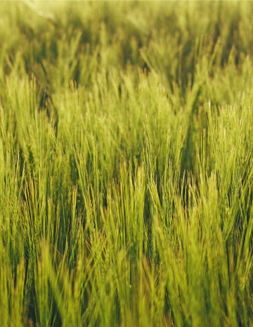 Mit der Behandlung sollte bis zum Fahnenblatt gewartet werden.