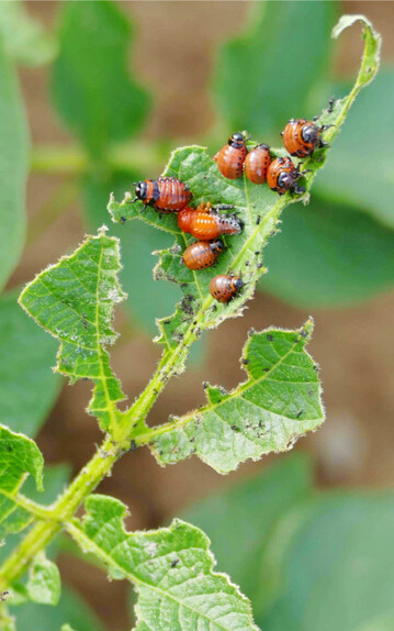 Gemäß Prognose ist ein erstes Auftreten der Kartoffelkäfer im Land möglich.