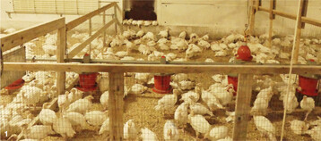 Beispiel eines Separationsabteils auf dem einen der teilnehmenden Betriebe im MuD-Tierschutz-Projekt #Pute@Praxis.