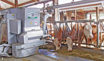 In Ställen mit einem automatischen Futtervorlagesystem verändert sich das Fressverhalten der Tiere. Denn es gibt kaum noch Stoßzeiten, an denen alle Kühe gleichzeitig fressen wollen, weil mehrfach am Tag frisches Futter vorgelegt wird.