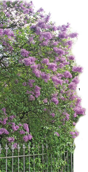 Ein Fliederbusch kann eine beachtliche Größe erreichen.