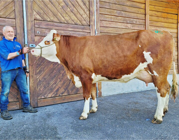 Spitzenjungk�he auch beim Fleckvieh: Familie Rinn vom Hofgut Benedictus aus Eichstegen bot diese sp�te Evergreen-Tochter an.