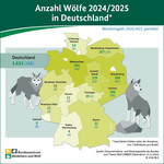 Die Wolfsbestände in Deutschland sind in den vergangenen Jahren stark gewachsen. Die Infografik zeigt, wie sich der Wolfsbestand in den einzelnen Bundesländern entwickelt hat.
