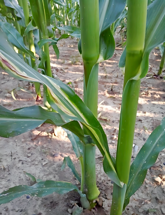 Vereinzelte Sch�den an Maisblatt durch Infektion mit Pantoea stewartii subsp. stewartii im Freiland in Italien. 