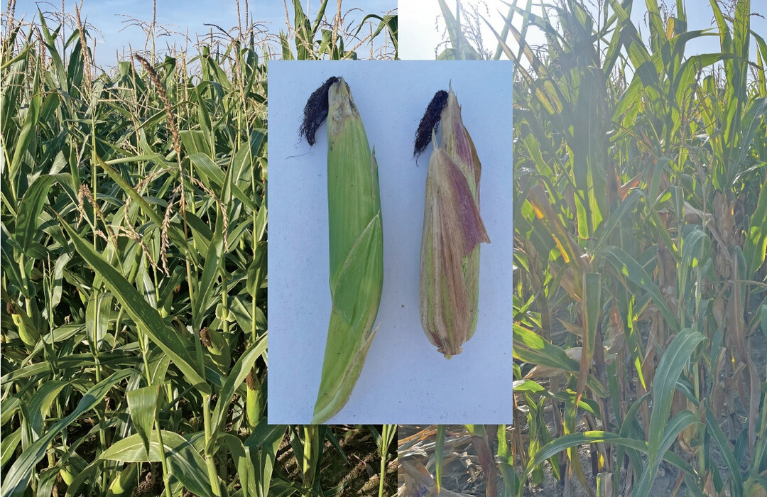 Betrieb G�ssler: Praxisbeispiel Mais mit Mykorrhizen (l.) und ohne (r.) im September 2023. Ern�hrung der Pflanzen erfolgte ab Aussaat.