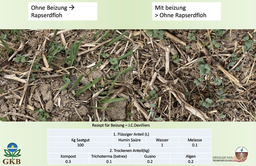 Betrieb G�ssler: Raps ohne biologische Beizung, jedoch mit Rapserdfloh (l., kleine schwarze Tierchen auf den Rapsbl�ttern), sowie mit Beize und ohne Sch�dlinge (r.)