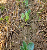 Betrieb Magg: Versuche mit dem Bio-Strip. Hier ist der Leindotter im Mais zu sehen.
