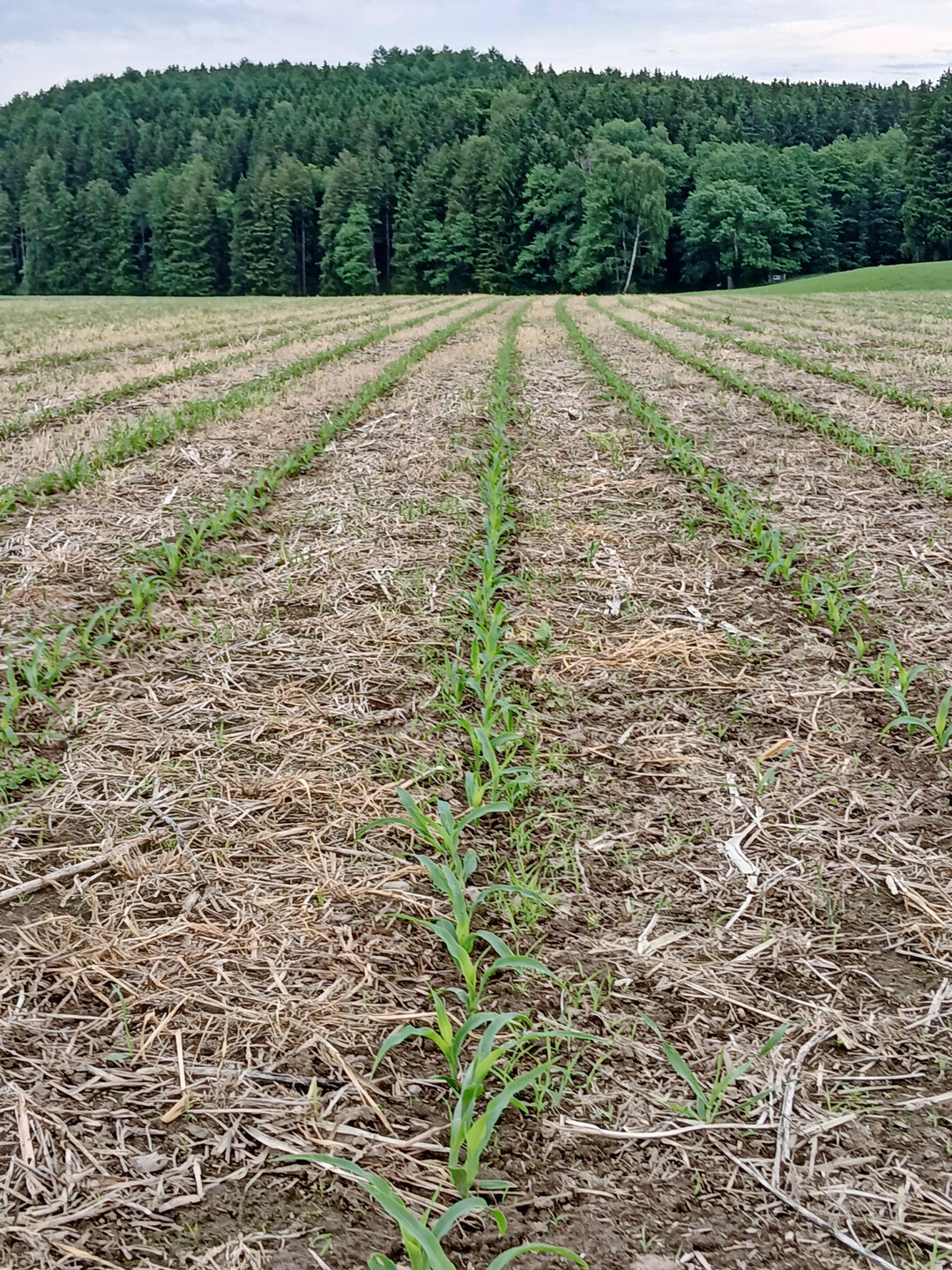 Betrieb Magg: F�r den Bio-Strip werden Ackerbohne, Flachs, Rettich, R�bse und Leindotter verwendet.