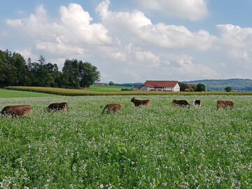 Auf dem Betrieb Magg, Sontheim (Unterallg�u), wurden im Jahr 2025 das erste Mal Milchk�he in die Zwischenfrucht integriert.