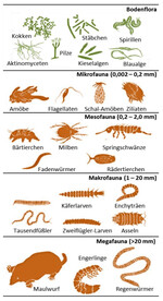 Bodenorganismen: Die größten Gruppen des Bodenlebens in den gemäßigten Breiten.