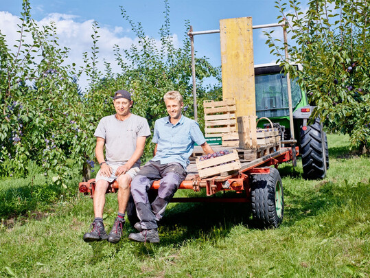 Gemeinsam anpacken: Betriebsleiter Simon Glaser (r.) erh�lt f�r die Erledigung der zeitintensiven Zwetschgenernte Unterst�tzung von den Bewohnern des Aspichhofs.