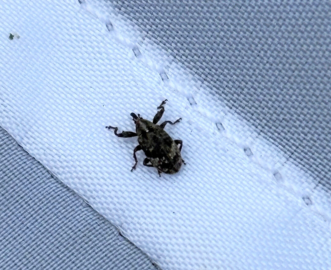 Altk�fer des Apfelbl�tenstechers wandert im Februar in die Obstanlagen ein.