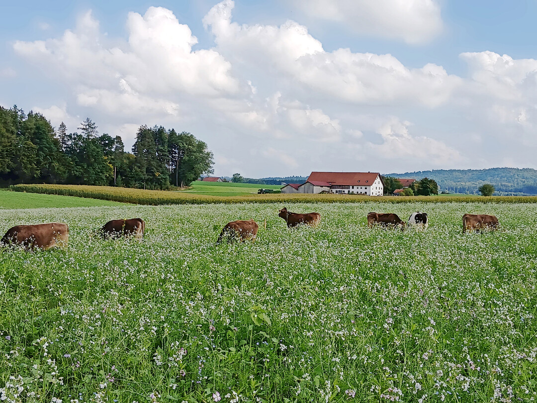Auf dem Betrieb Magg, Sontheim (Unterallg�u), wurden im Jahr 2025 das erste Mal Milchk�he in die Zwischenfrucht integriert.