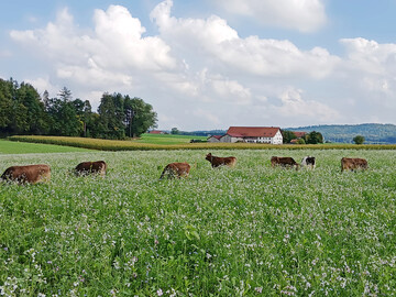 Auf dem Betrieb Magg, Sontheim (Unterallg�u), wurden im Jahr 2025 das erste Mal Milchk�he in die Zwischenfrucht integriert.