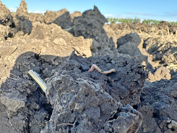 Regenwurm im Ackerboden.