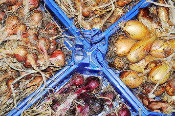 Bei Zwiebeln gibt es eine reiche Sortenauswahl. F�r den eigenen Anbau und f�r Genie�er sind vor allem Sorten reizvoll, die im �blichen Sortiment im Lebensmittelhandel nicht zu finden sind.