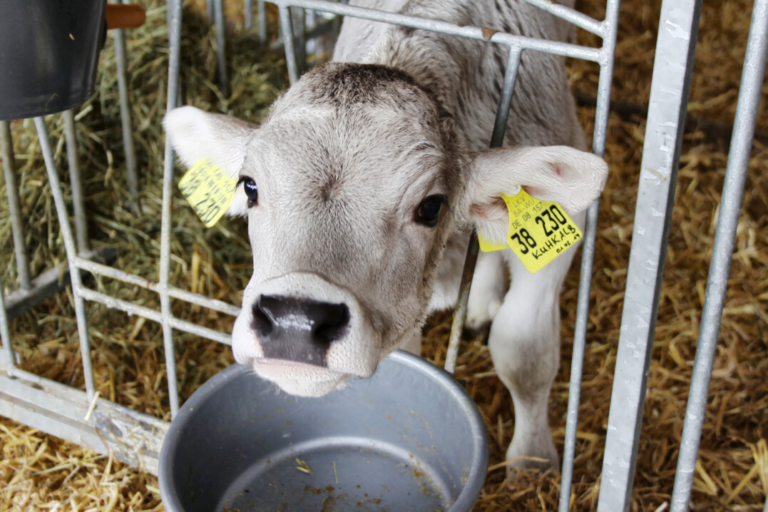 Damit die t�gliche Ration passt: Der Verein Futtermitteltest (VFT) �berpr�fte im vergangenen Jahr sieben Erg�nzungsfutter f�r K�lber � mit unterschiedlichen Ergebnissen.