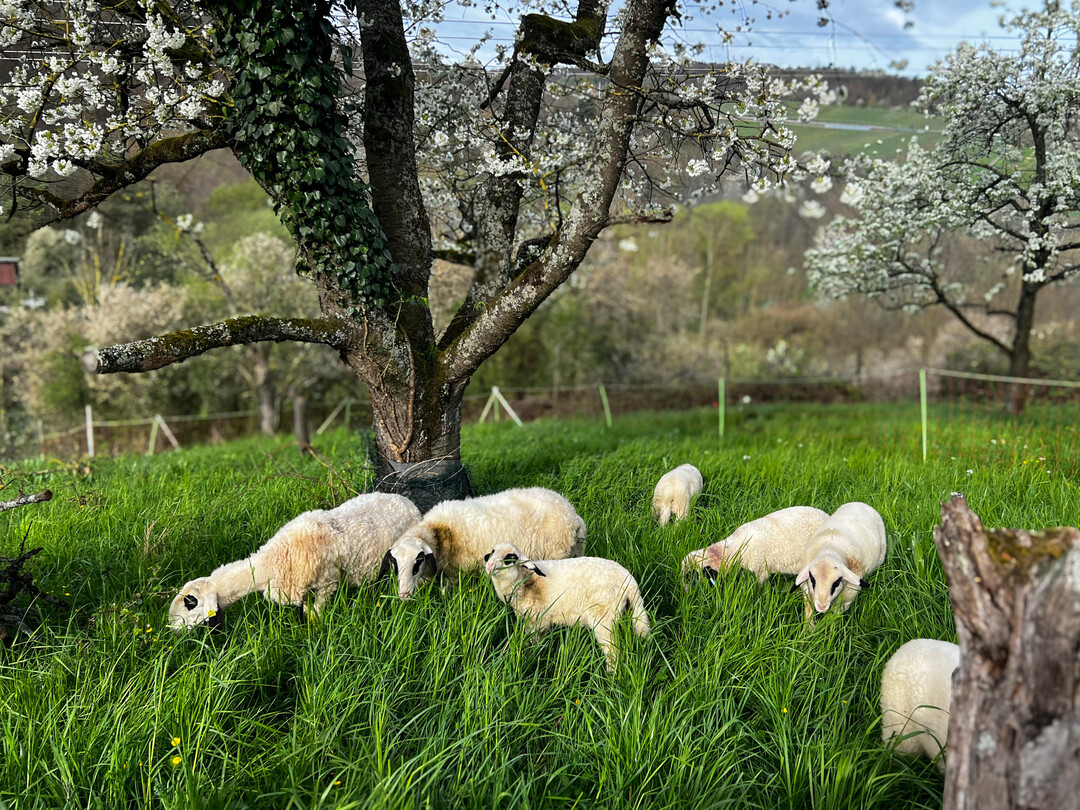 Kulturlandschaftspreis 2024: Kerner Schafwanderweg
