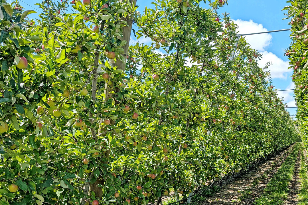 In den USA, Neuseeland und Australien wird die V-Trellis gerne gepflanzt. Die B�ume werden dabei um 15�-geneigt in die Fahrgasse gepflanzt. Mit dieser Erziehungsform und den Lichtbedingungen in den L�ndern k�nnen 20 % Mehrertrag pro Hektar erzielet werden.�