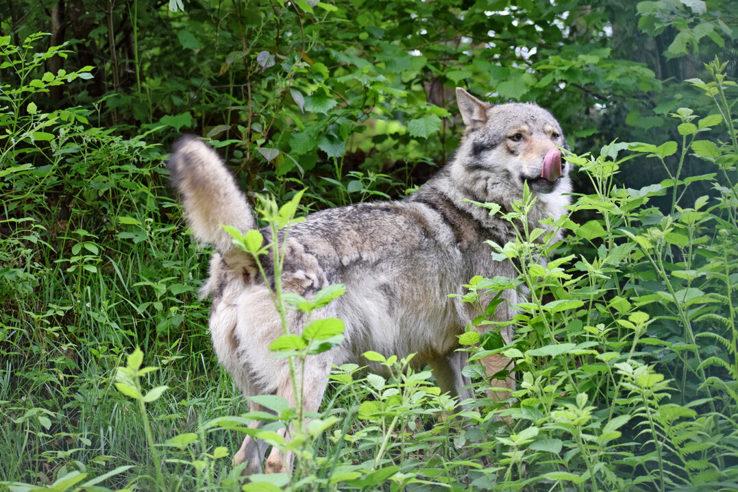 Ein Wolf im Wald.