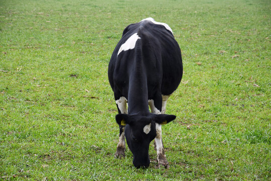 Schwarzbunte auf der Weide