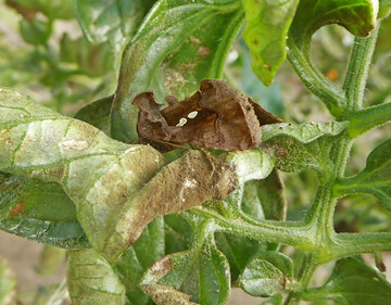 <i>Die Tomaten-Goldeule (Chrysodeixis chalcites) kann in frostfreien Gew�chsh�usern �berwintern und dort gro�e Populationen aufbauen. Ihre gr�nen Raupen sch�digen durch Fra� Tomate, Paprika und Gurke. </i>