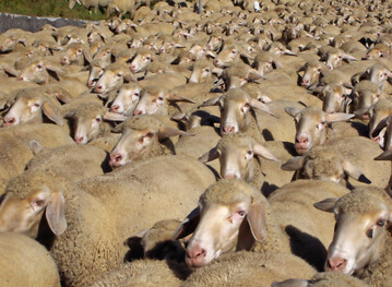 Schafe auf der Stra�e.