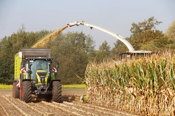 Die Ernte begann im Rheintal bereits in der dritten Augustwoche. Die Regenphase in den ersten zwei Septemberwochen sorgte f�r eine Erntepause. 