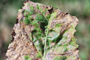 Frutogard ist ein neuer Wirkstoff zur Cercospora-Bek�mpfung.