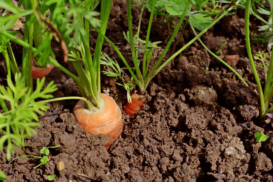 Erntereife Möhren Daucus carota mit Kraut in Substrat