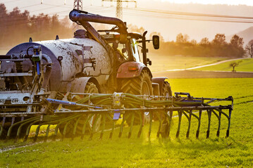 G�lled�ngung in einem Weizenbestand.