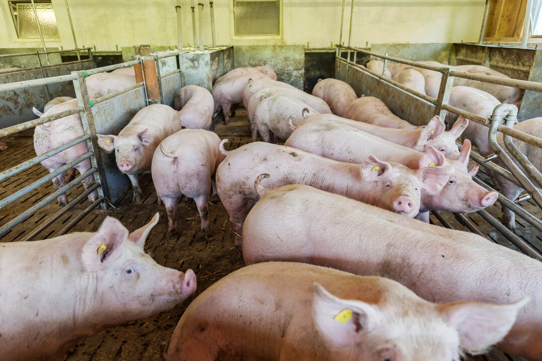 Damit sich Schweine gesund entwickeln k�nnen, m�ssen sie bedarfsgerecht mit N�hrstoffen versorgt werden.