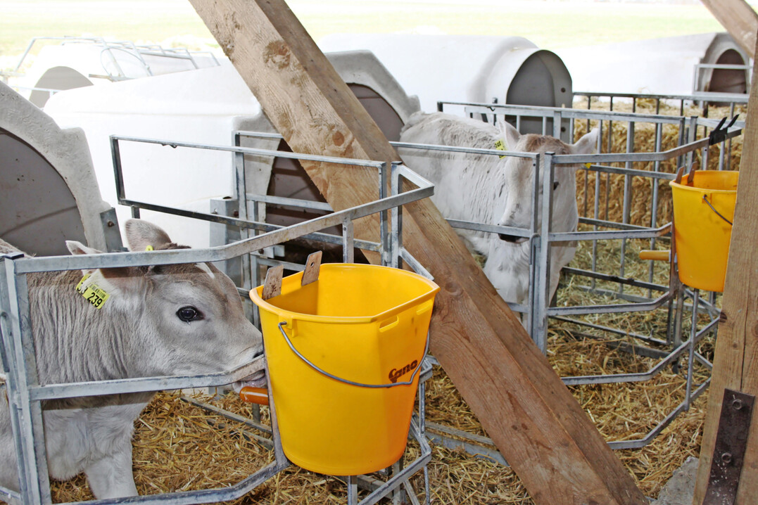 1 Milch und nochmals Milch: K�lber entwickeln sich besser, wenn sie gen�gend viel und ausreichend lange Milch oder Milchaustauscher aufnehmen k�nnen.