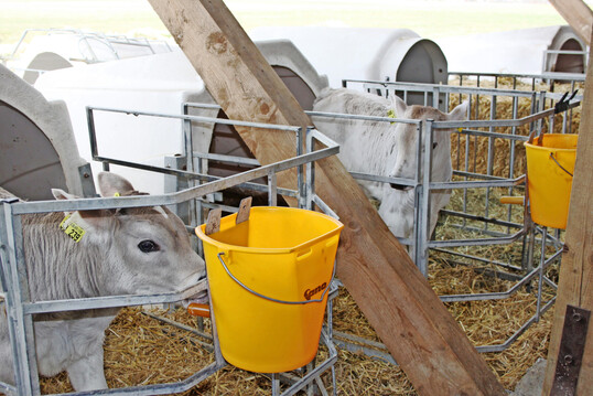 1 Milch und nochmals Milch: K�lber entwickeln sich besser, wenn sie gen�gend viel und ausreichend lange Milch oder Milchaustauscher aufnehmen k�nnen.