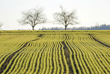 Im Ackerbau gingen die Betriebsergebnisse gegenüber dem schon unterdurchschnittlichen Vorjahr weiter zurück auf nur noch gut 18.000 Euro.