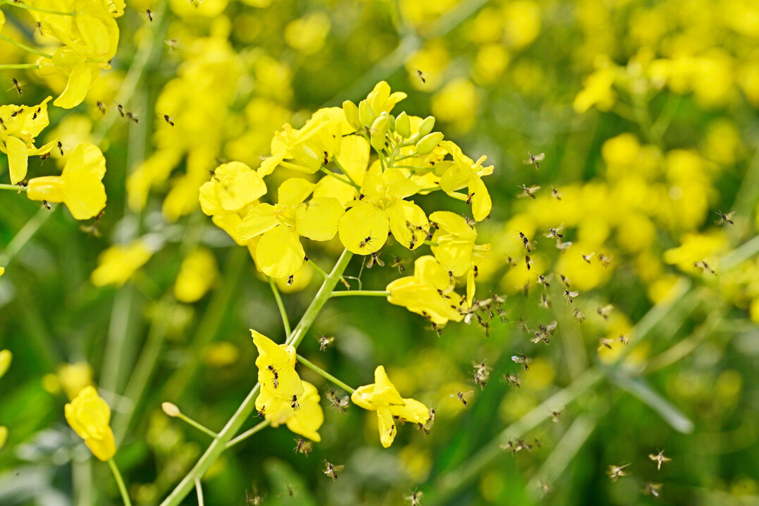 Schlupfwespen schw�rmen w�hrend der Rapsbl�te. Sie sind nat�rliche Gegenspieler des Rapsglanzk�fers.