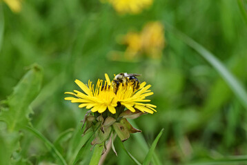 Wildbiene: Graue Sandbiene (Andrena cineraria) auf L�wenzahn (Taraxacum).