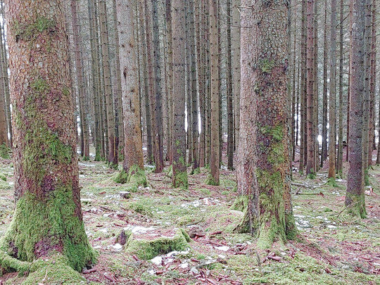 Bei zu hohen Vorr�ten entwickelt sich keine Verj�ngung, und bei K�fer- oder Sturmsch�den ist dann kein neuer Wald vorhanden. Dieser muss mit hohem Aufwand gepflanzt werden.