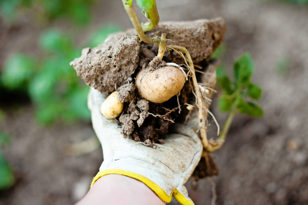 F�r die Wurzelentwicklung � etwa bei Kartoffeln � sei Phosphor besonders wichtig, erkl�rte Fachberater S�ren Hersemann. Phosphor k�nne �ber das Blatt ged�ngt werden, ebenso wie s�mtliche Mikron�hrstoffe. 