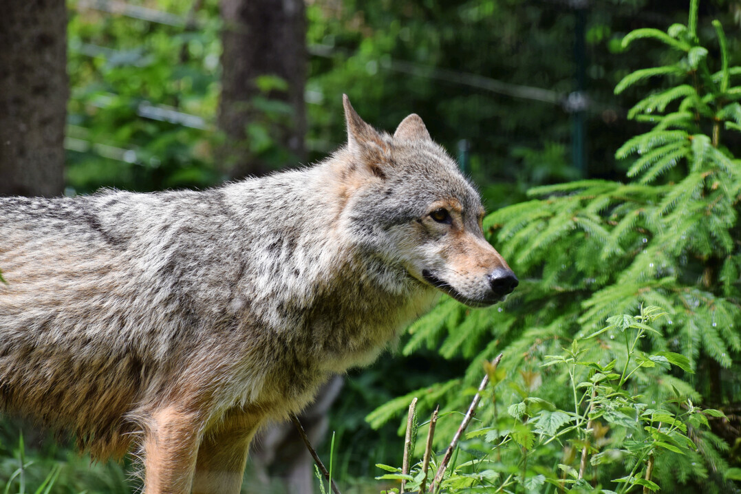 Wolf (Canis lupus).