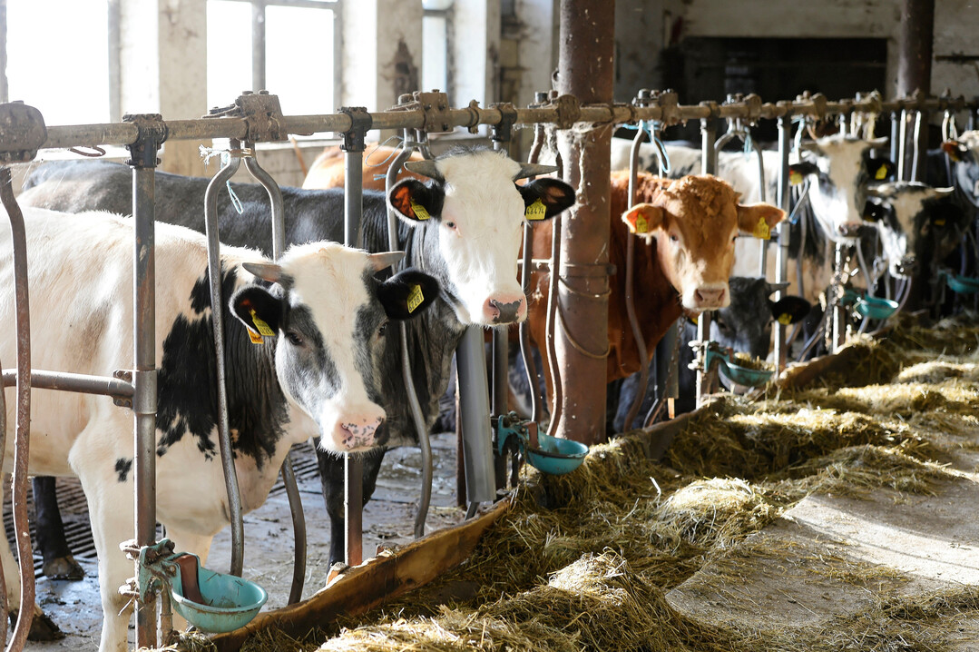 Es gehe nicht um Schuldzuweisungen, betonte Niedersachsens Landwirtschaftsministerin Miriam Staudte.