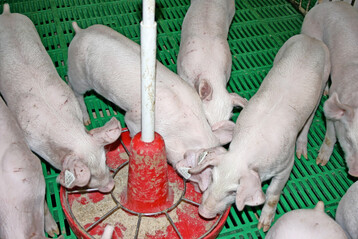 F�r die Stabilisierung der Tiergesundheit ist auch ein ausreichender Rohfasergehalt im Futter wichtig.