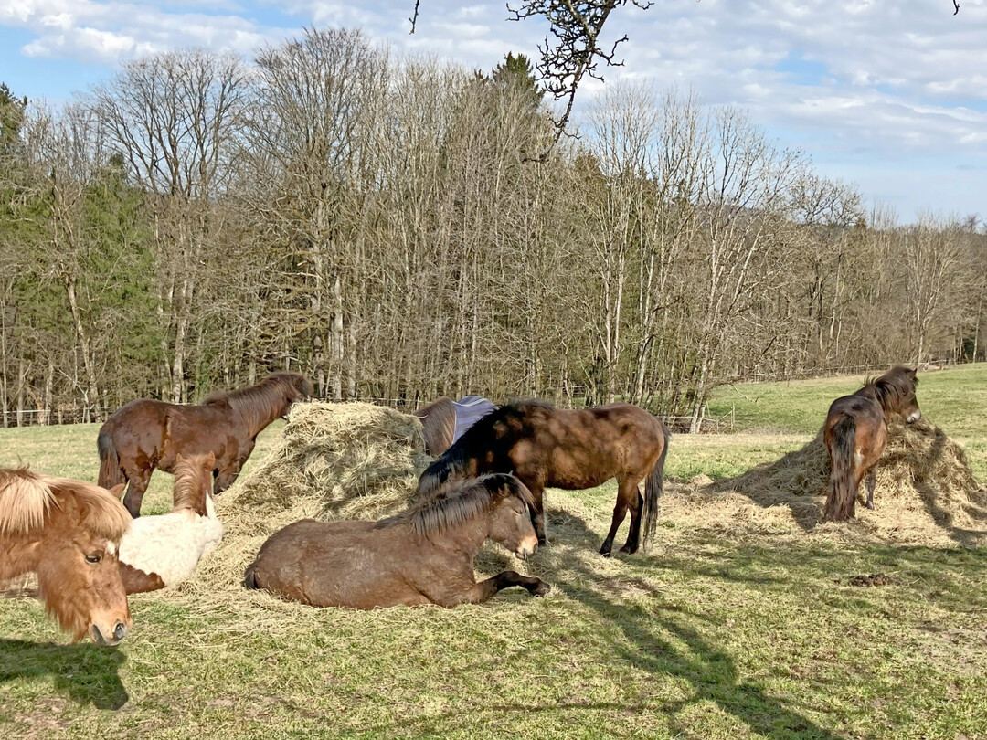 1 Freizeitpferde haben einen anderen Proteinbedarf als Turnierpferde.