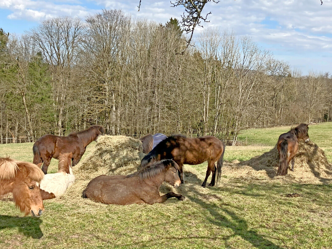 1 Freizeitpferde haben einen anderen Proteinbedarf als Turnierpferde.
