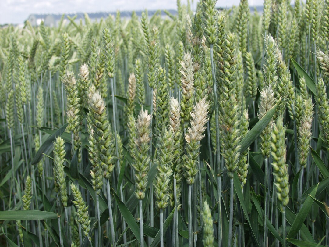 Fusarium