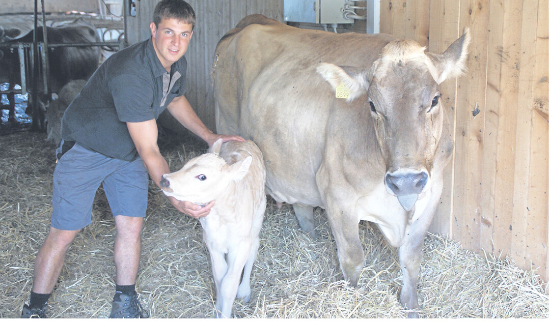 Landwirt Thomas W�spe mit Kalb und Kuh in einer separaten Abkalbebucht. Das Kalb darf noch an der Mutter saugen, wird aber am ersten Tag von ihr getrennt.