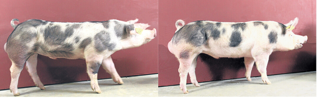 Die Pietraineber Wadro (l.) und Vustil (r.) sind die Eber des Monats Juni. Der Grund: Sie verf�gen �ber eine herausragende Leistungsveranlagung beim Muskelfleischanteil und Fleischanteil im Bauch. Mit Teilzuchtwerten von plus 1,25 Prozent Magerfleischanteil (MFA) bei Vustil beziehungsweise plus 1,56 Prozent MFA bei Wadro k�nnen sie das laut Schweinezuchtverband (SZV) anerkannt hohe Leistungsniveau in der German Pietrain-Population noch einmal toppen. Die Eber punkten zudem mit positiven Zuchtwerten f�r Zunahme und Futteraufwand.l